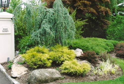 unique plants by anchor landscape custom landscape design